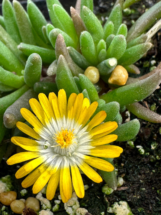 Delosperma 'Jewel of Desert Peridot"