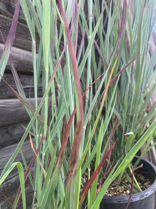 Panicum 'Blood Brothers' / Red Switch Grass