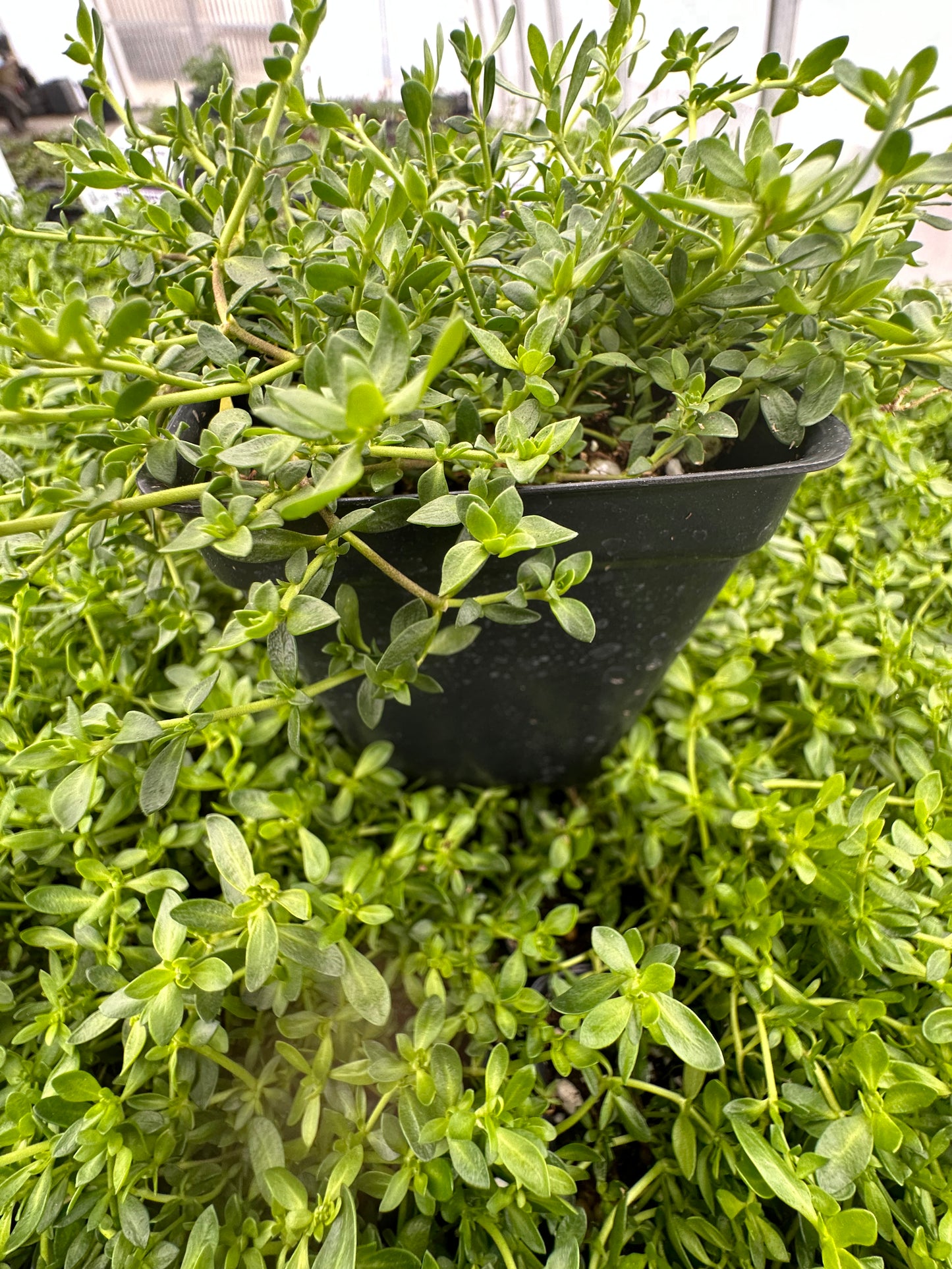 Herniaria glabra/ Rupturewort/ Green Carpet