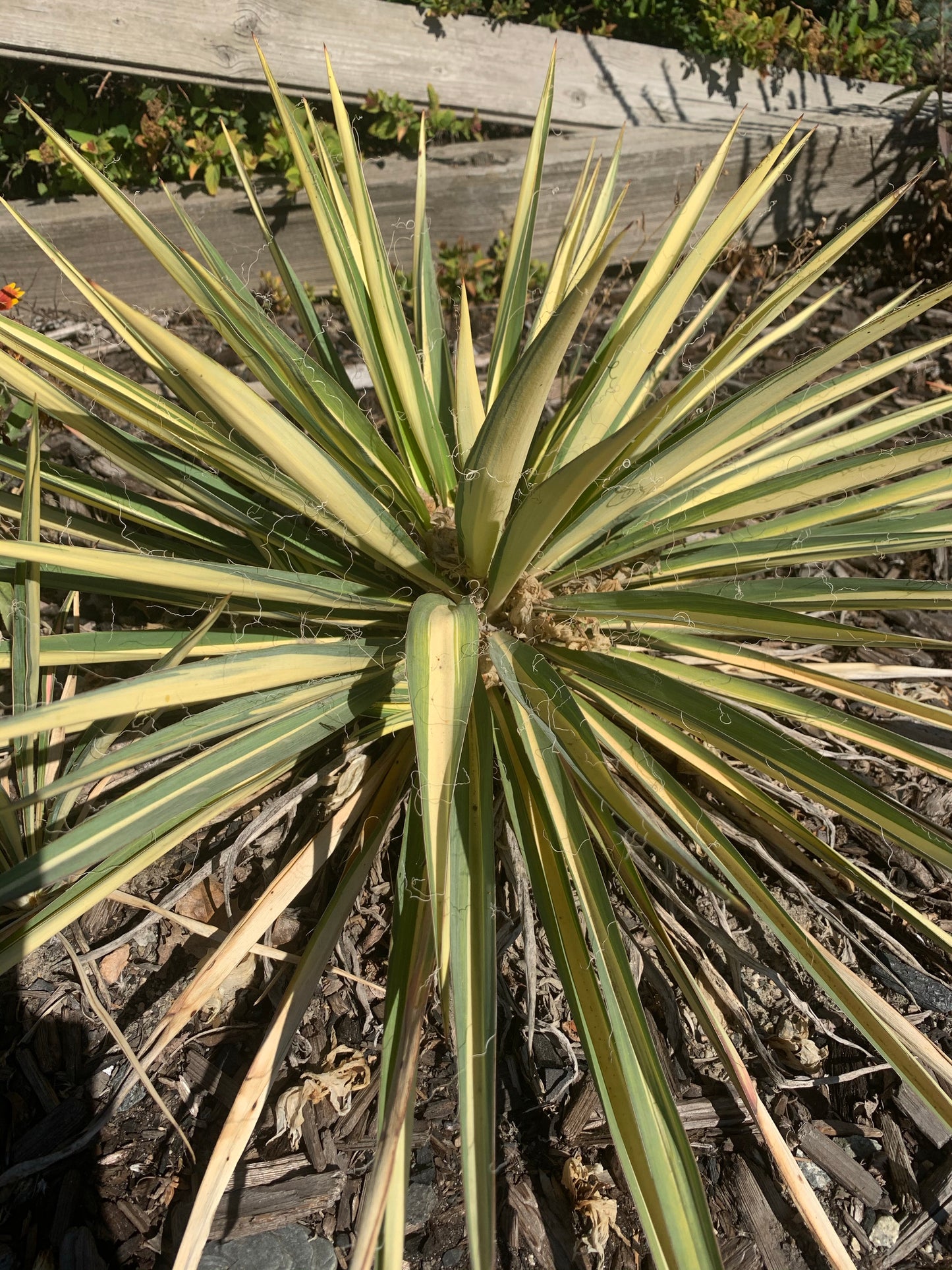Yucca filamentosa 'Golden Sword'/ Golden Sword Yucca