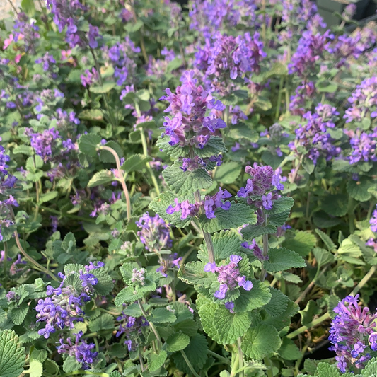 Nepeta racemosa ‘Felix’ /Felix Catmint