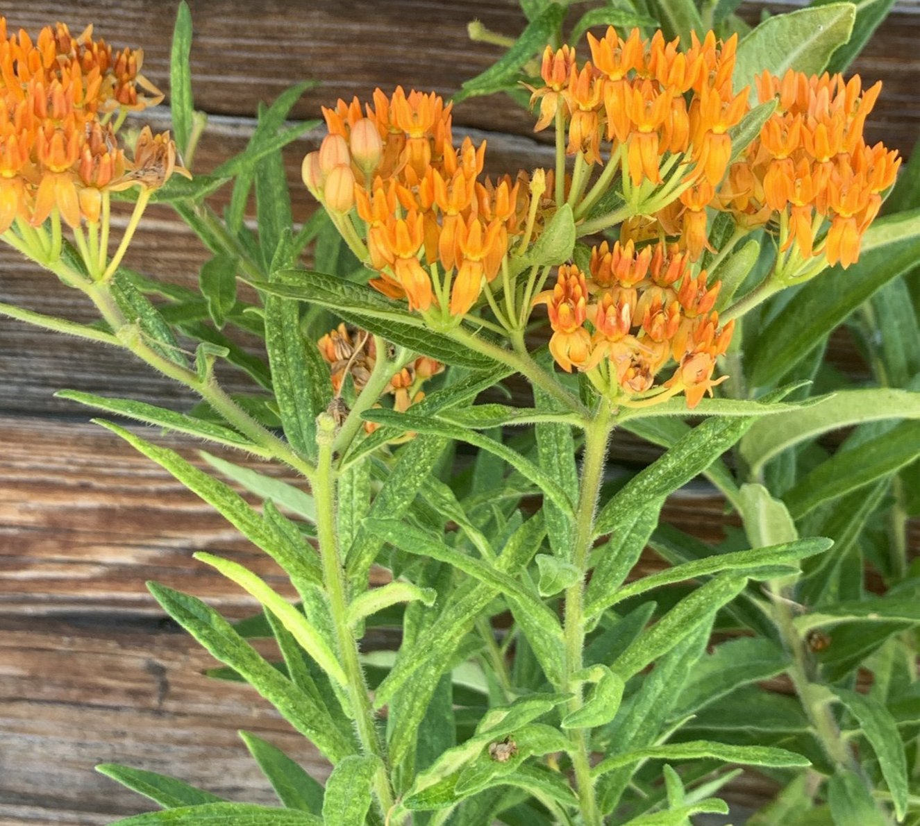 Asclepias tuberosa/Butterfly Weed