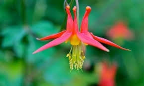 Aquilegia formosa /Western Columbine