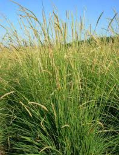 Elymus glaucus/ Blue Wild Rye Grass – Wild Bloom Nursery
