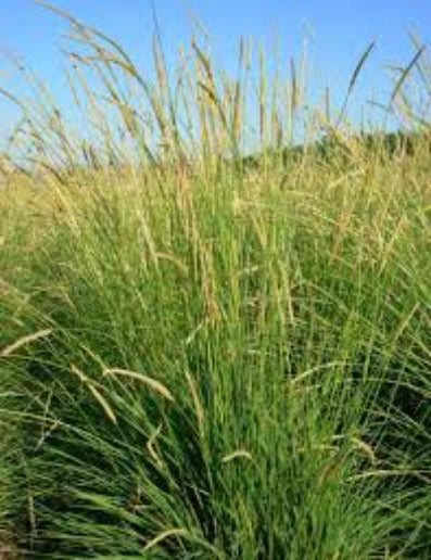 Leymus cinerus/ Giant Wild Rye Grass