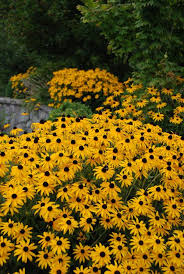 Rudbeckia fulgida ‘Goldsturm’ /Black Eyed Susan