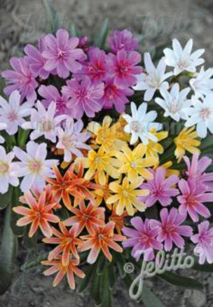 Lewisia longipetala 'Little Tutti Frutti'/ Lewisia Hybrid
