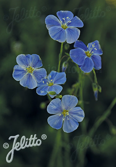 Linum lewisii/ Wild Blue Flax