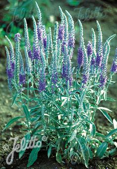 Veronica incana/ Silver Speedwell